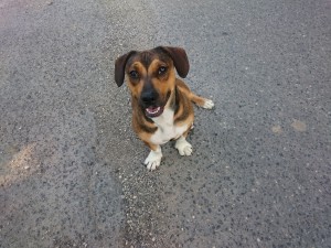 Hundi